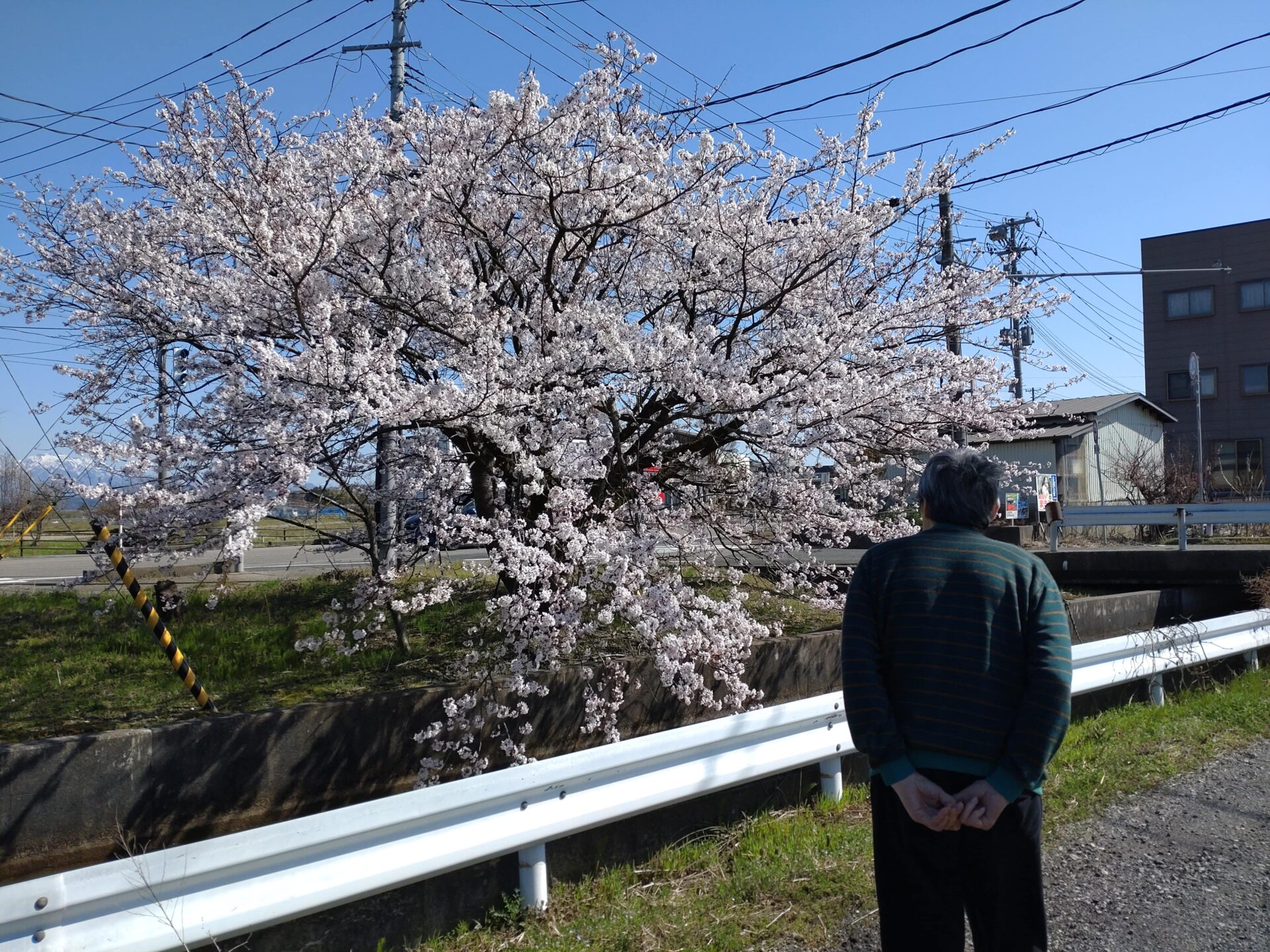 【宙組】近くの桜を見に行きました