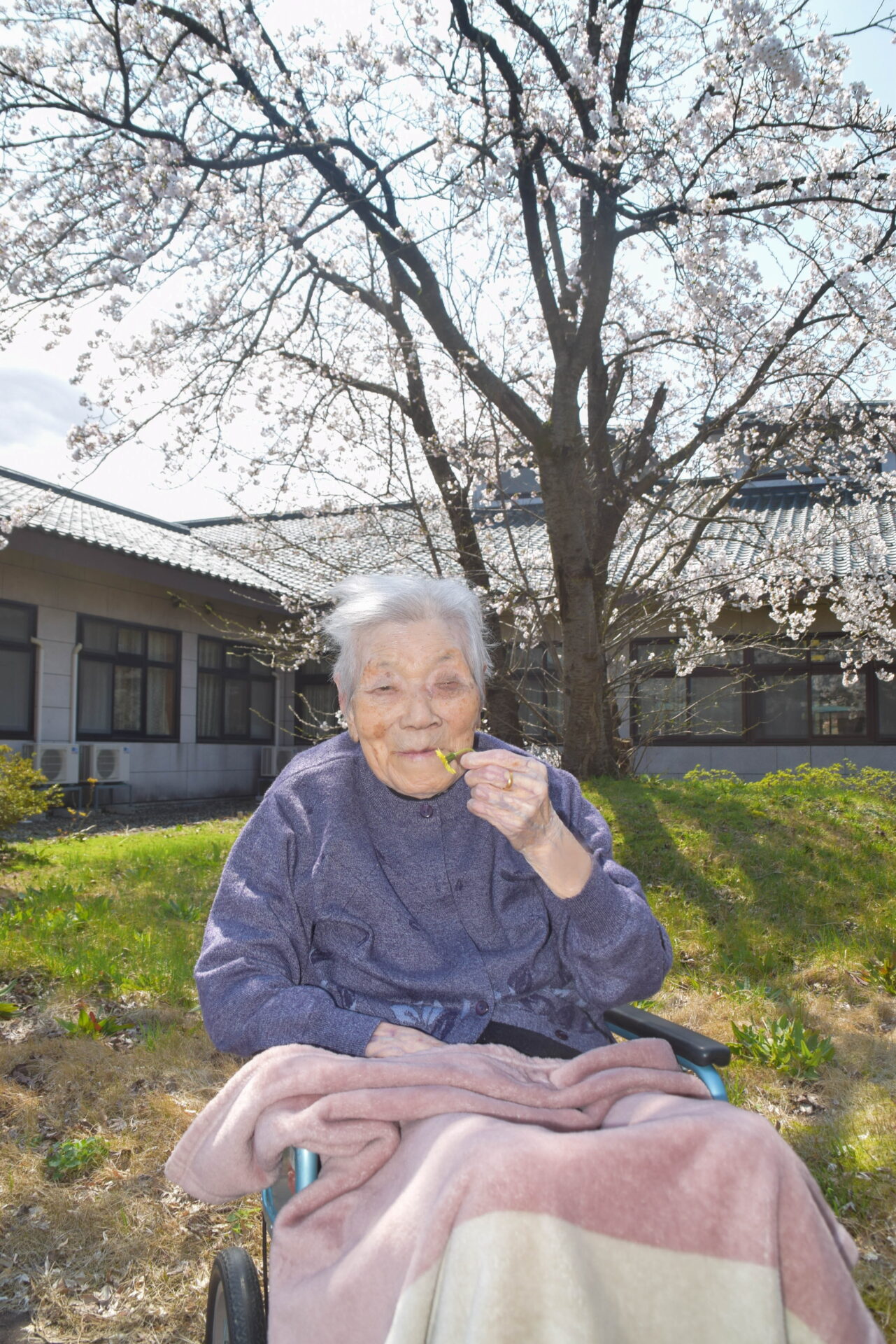 【桜棟】中庭の桜が満開になりました